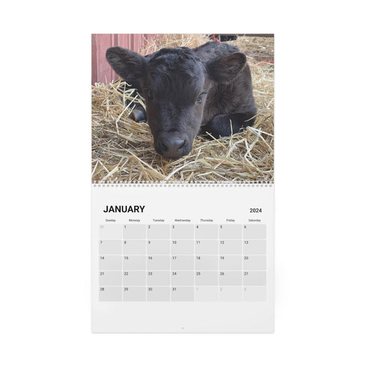 Cute Calves - 2024 Wall Calendar