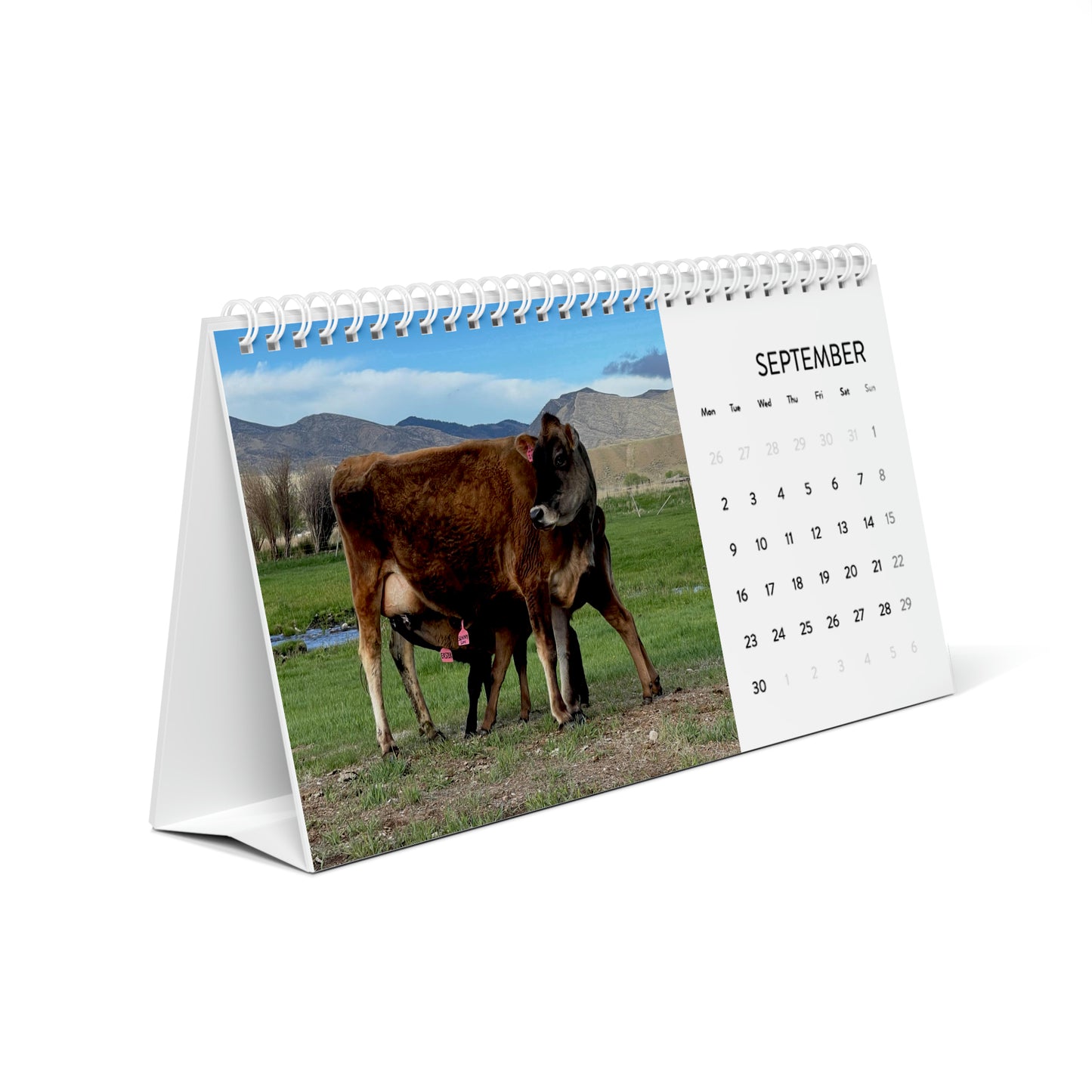 Cute Calves - 2024 Desk Calendar