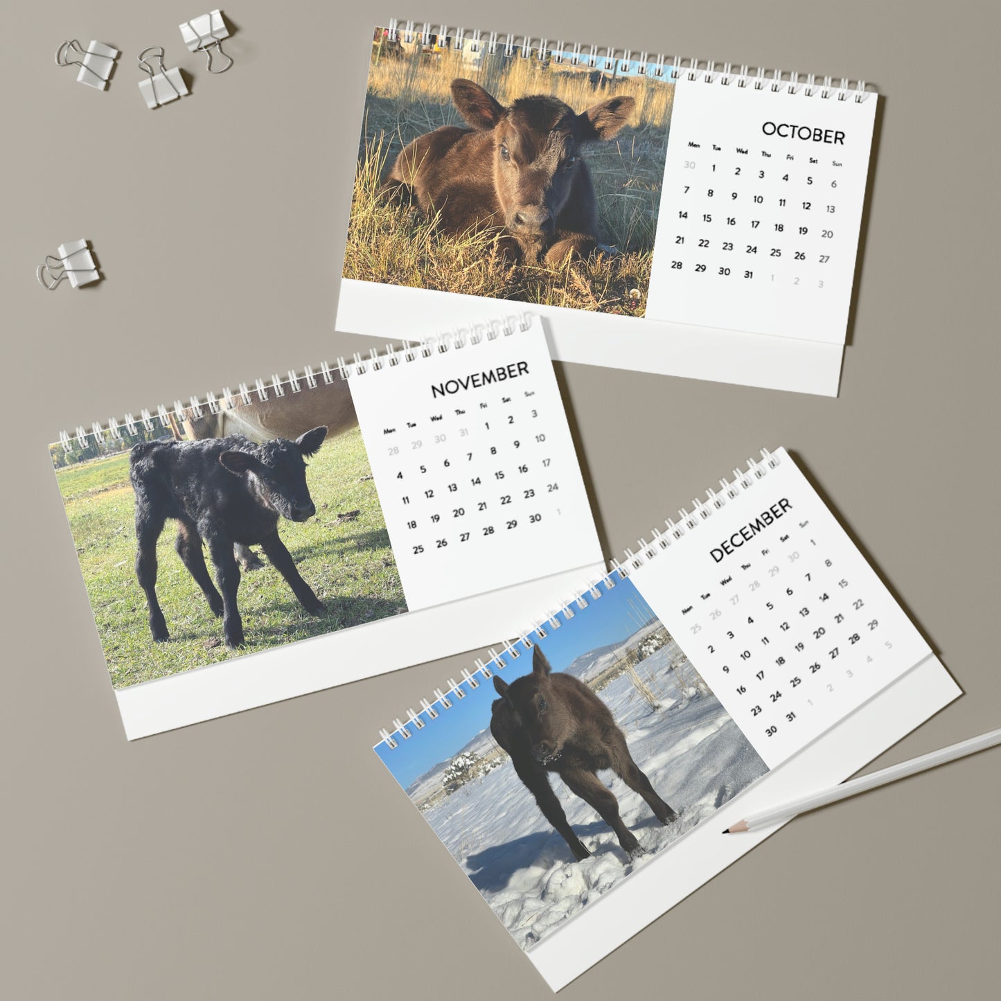 Cute Calves - 2024 Desk Calendar
